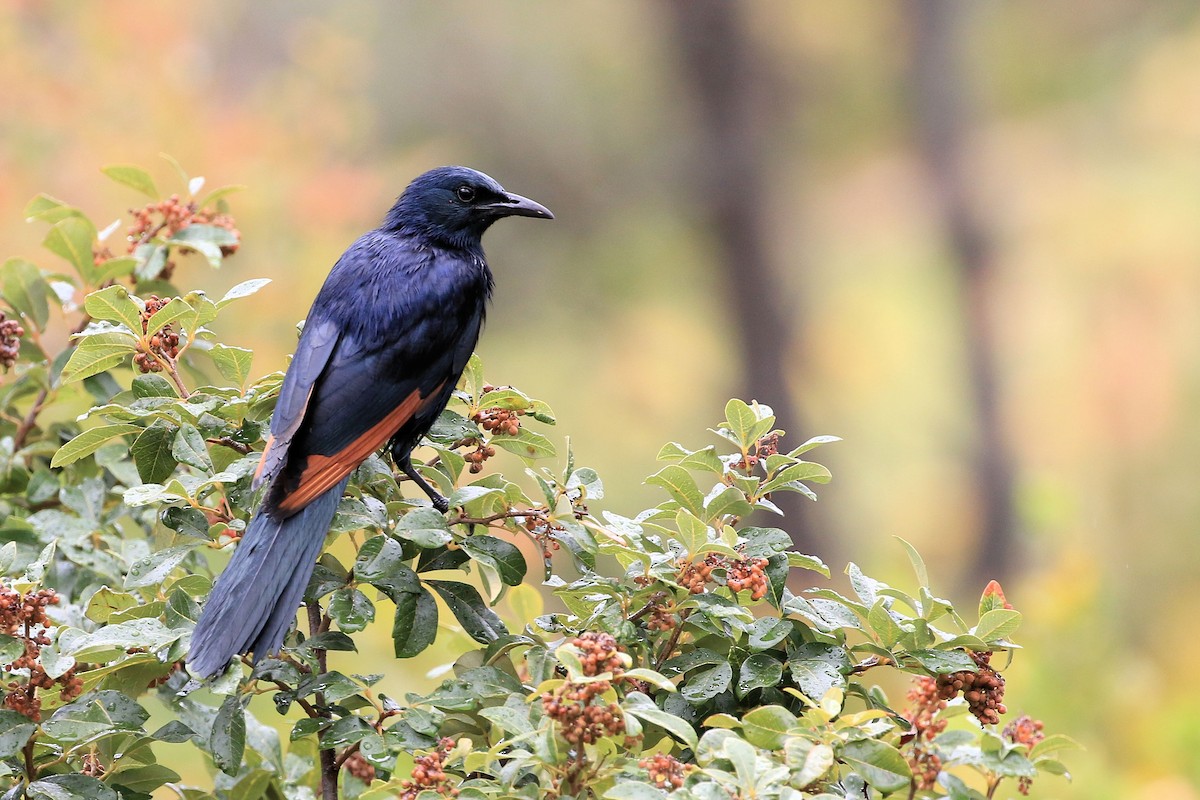 Red-winged Starling - ML129019801
