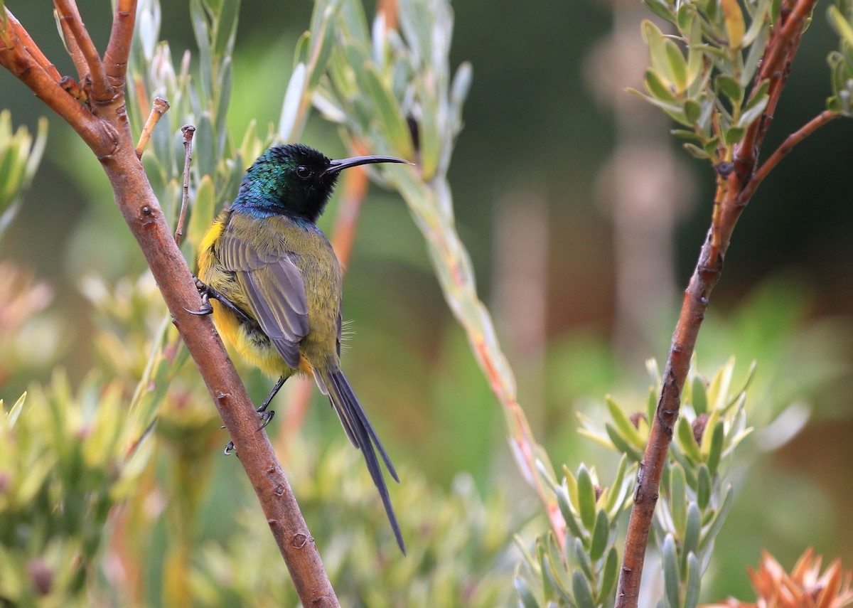 Orange-breasted Sunbird - Patrick MONNEY