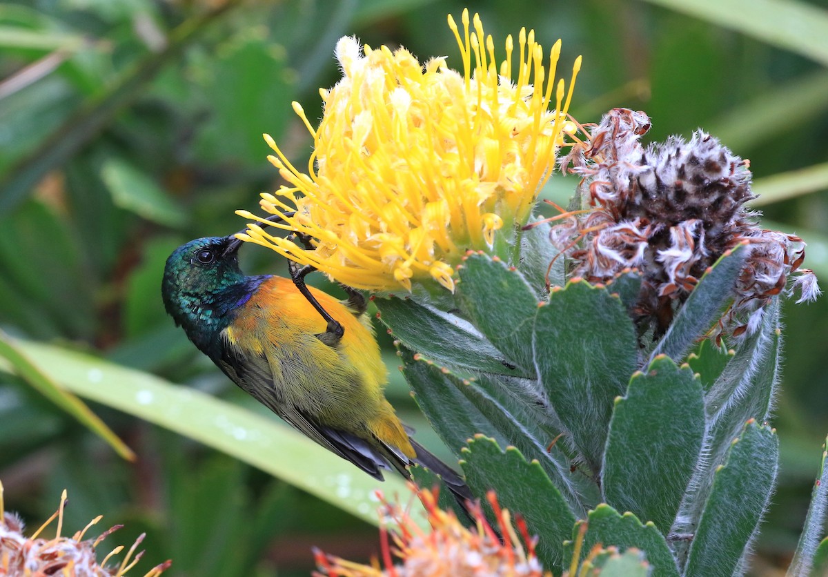 Orange-breasted Sunbird - Patrick MONNEY