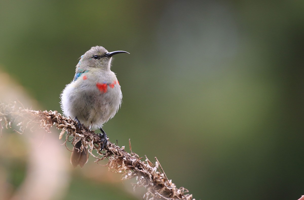 Southern Double-collared Sunbird - ML129020181