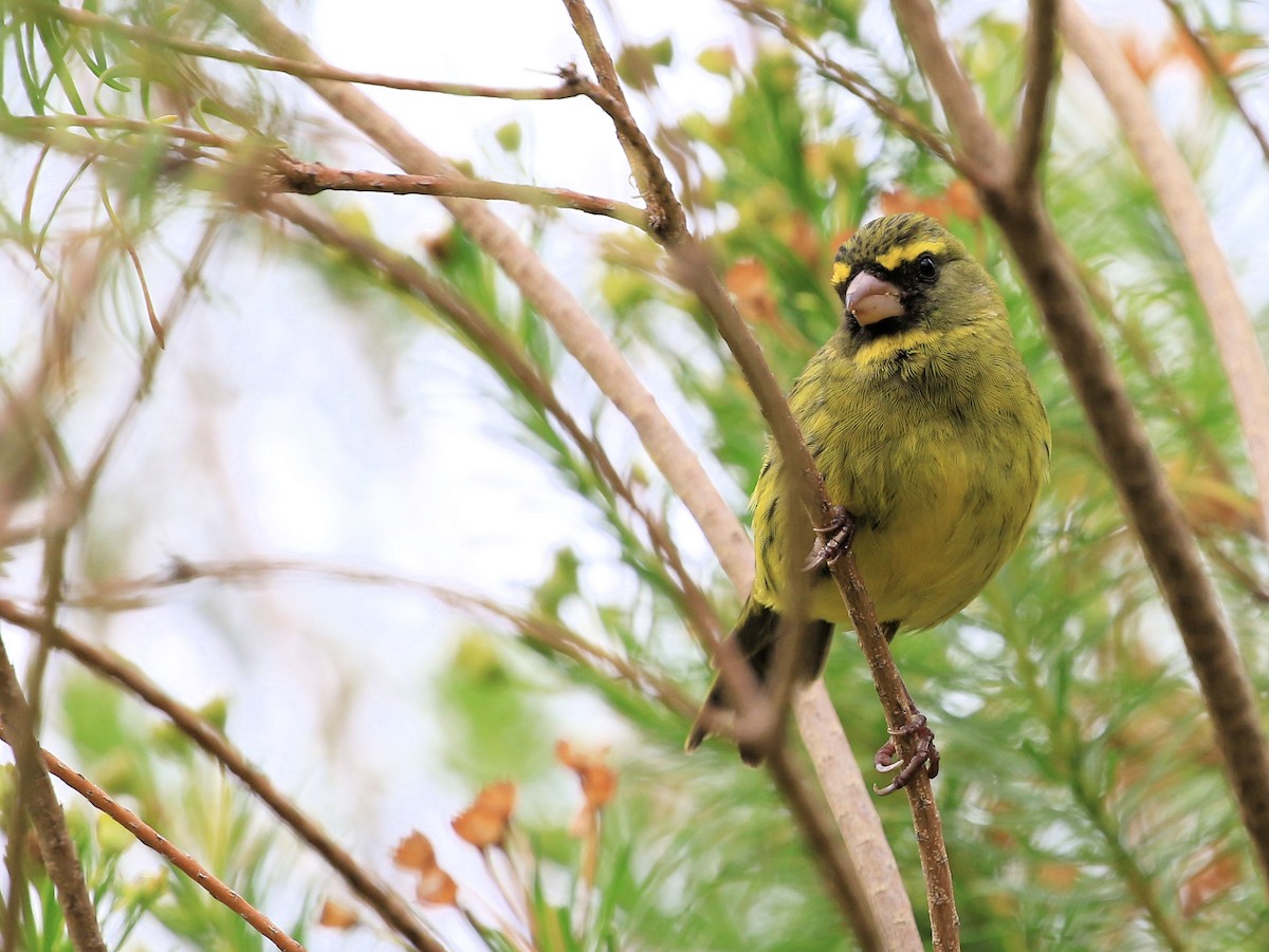 Forest Canary - ML129020251