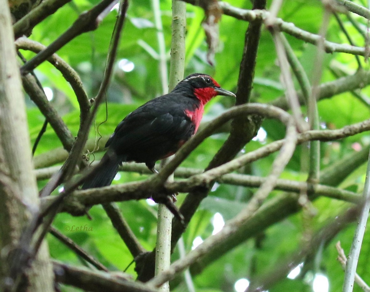 Rosy Thrush-Tanager - ML129020301