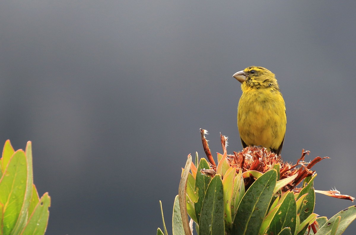 Brimstone Canary - Patrick MONNEY