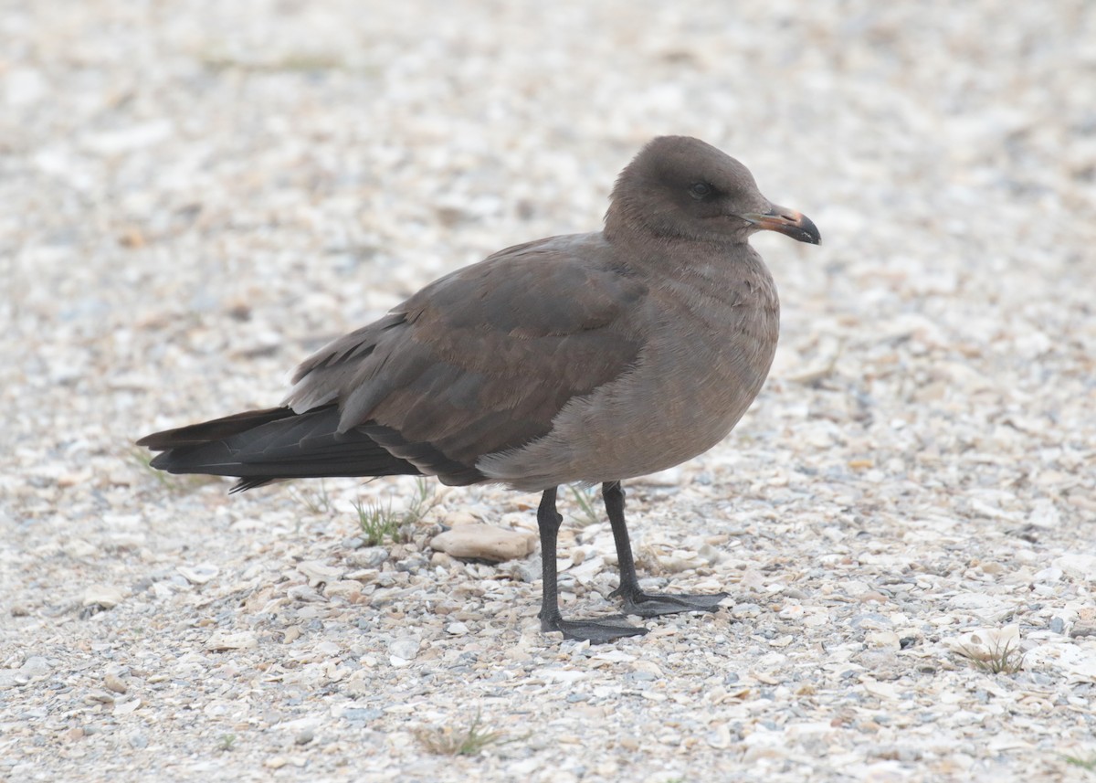 Heermann's Gull - ML129021091