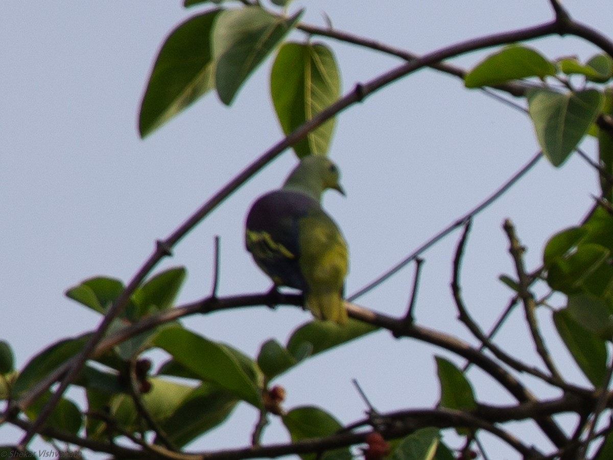 Gray-fronted Green-Pigeon - ML129022041