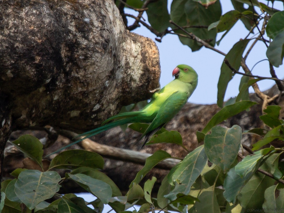 Rose-ringed Parakeet - ML129022161