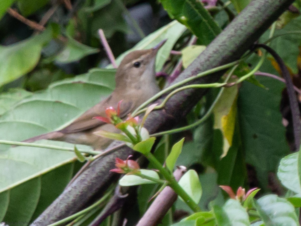 Blyth's Reed Warbler - ML129022401