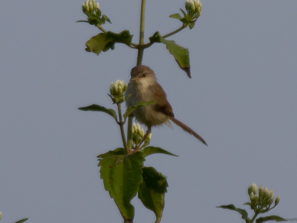 Plain Prinia - ML129022571