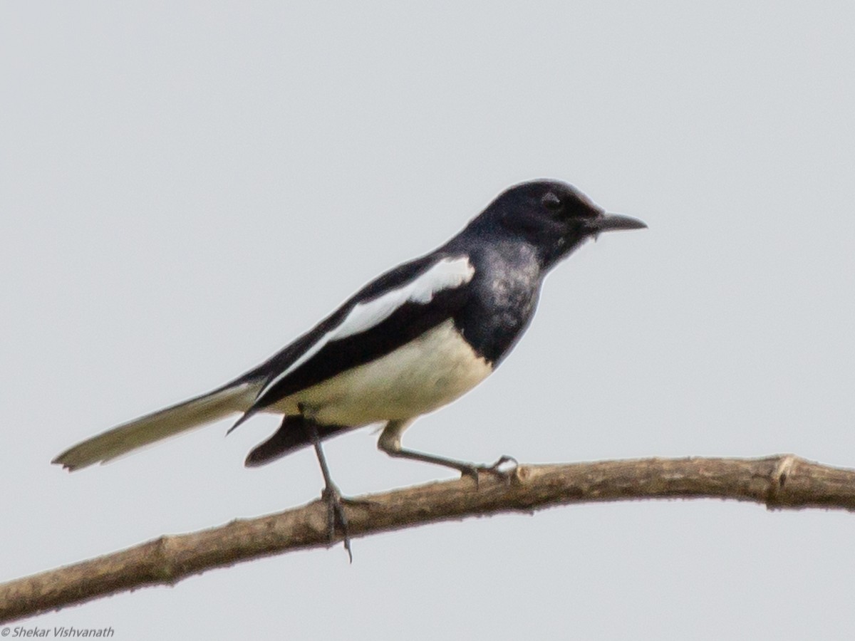 Oriental Magpie-Robin - ML129022651