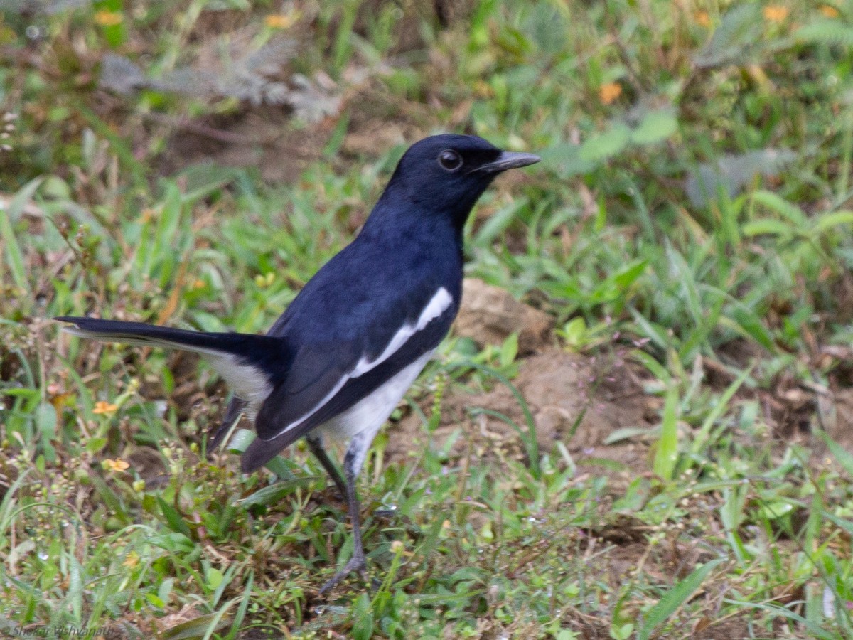 Oriental Magpie-Robin - ML129022721