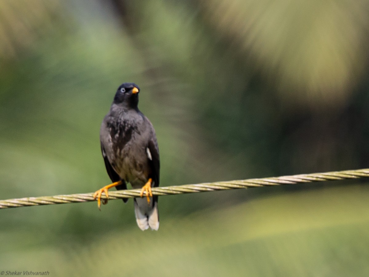 Jungle Myna - ML129022821