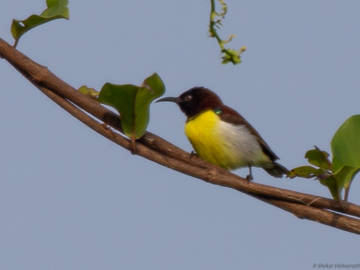 Purple-rumped Sunbird - ML129022951