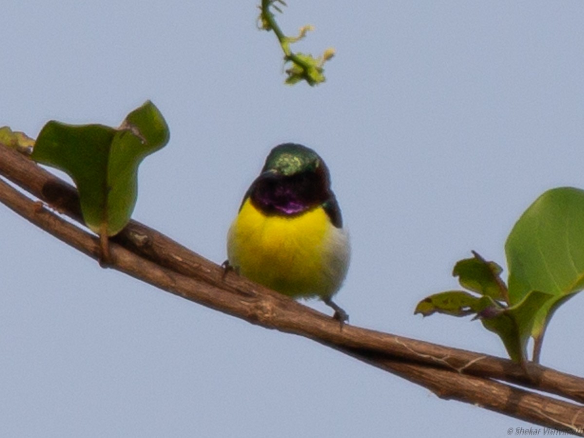 Purple-rumped Sunbird - ML129022961