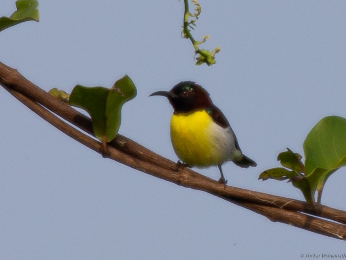 Purple-rumped Sunbird - ML129022971