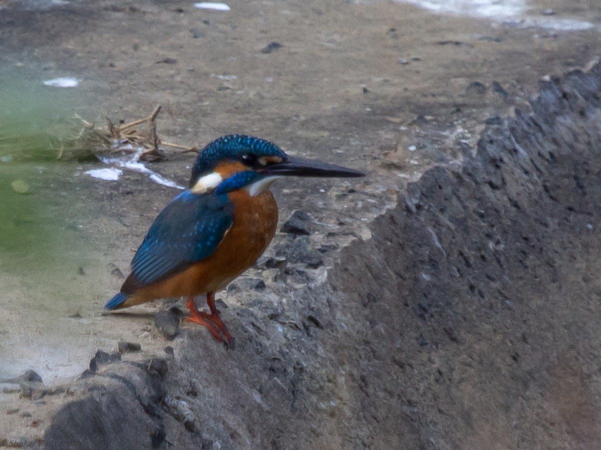 Common Kingfisher - ML129023311