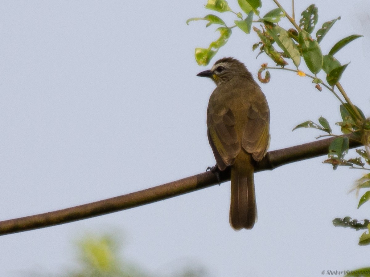 White-browed Bulbul - ML129023631