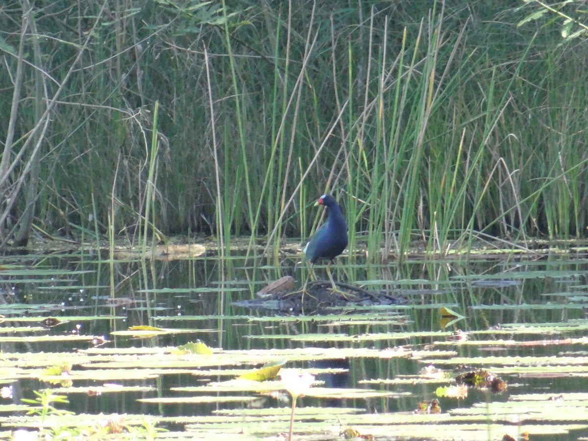 Purple Gallinule - Ramón  Trinchan Guerra