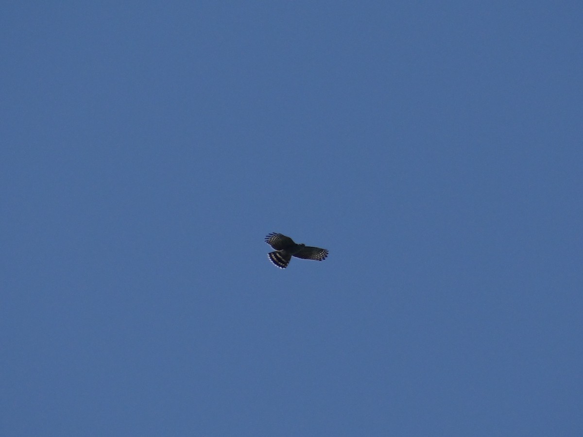 Hook-billed Kite - ML129024491