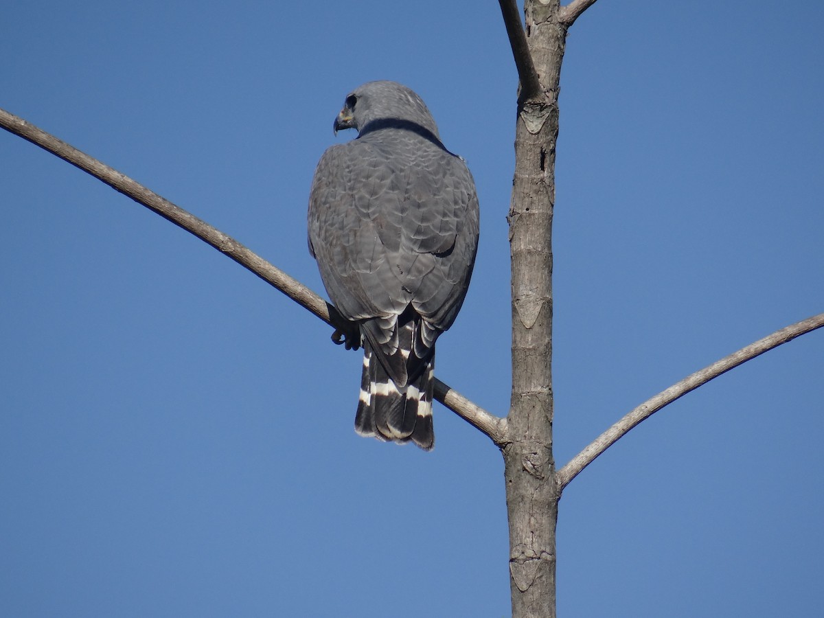 Gray Hawk - ML129024661