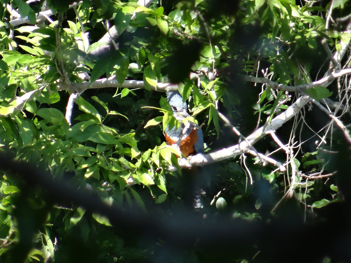 Ringed Kingfisher - Ramón  Trinchan Guerra