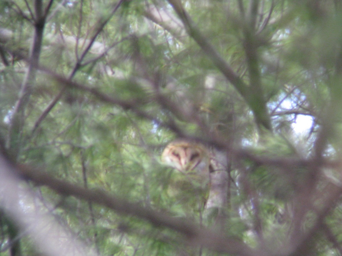 American Barn Owl - ML129026031