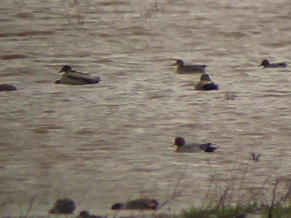 Eurasian Wigeon - ML129026071