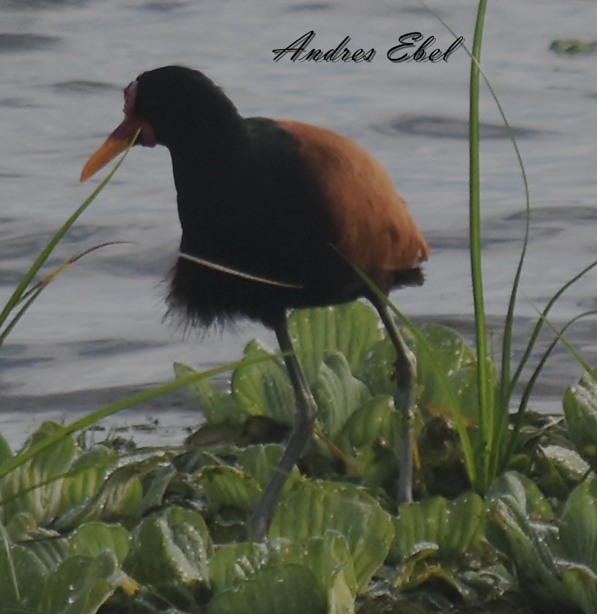 Wattled Jacana - ML129026241