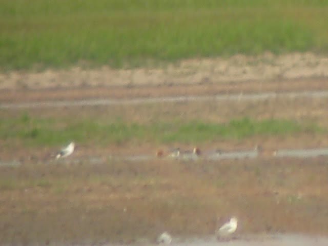 Eurasian Wigeon - ML129026281