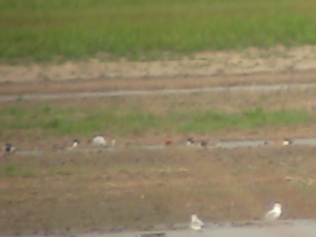 Eurasian Wigeon - ML129026301