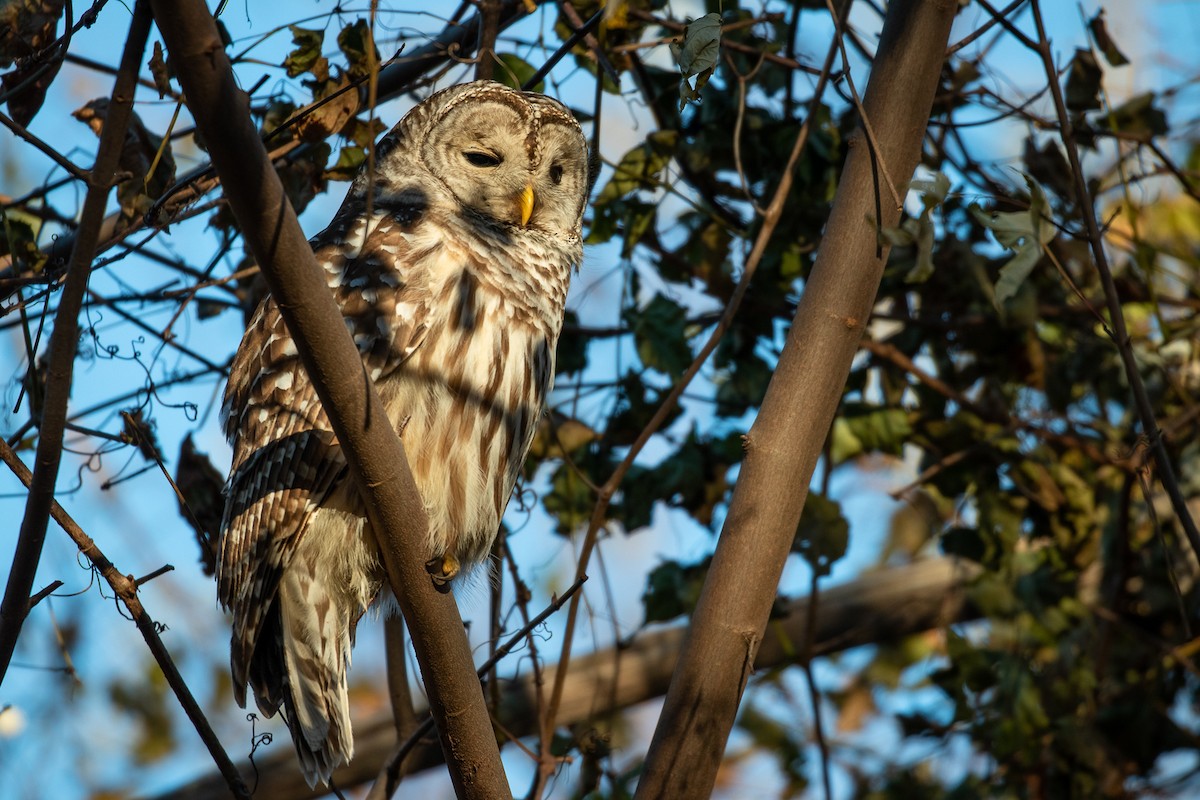 Barred Owl - ML129027591