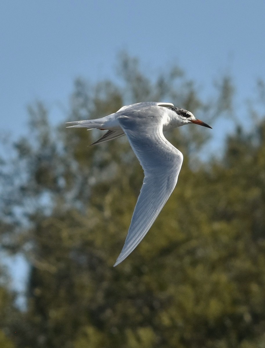 Forster's Tern - Keith Gregoire