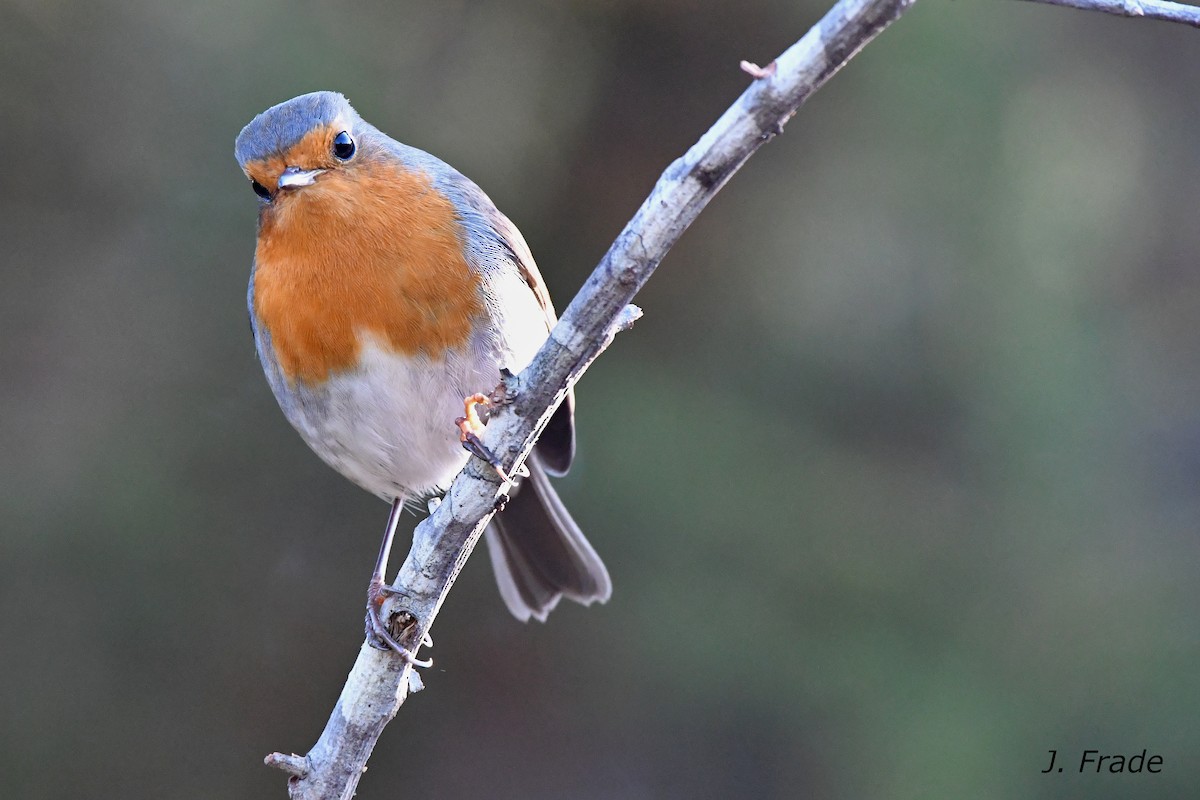 European Robin - José Frade