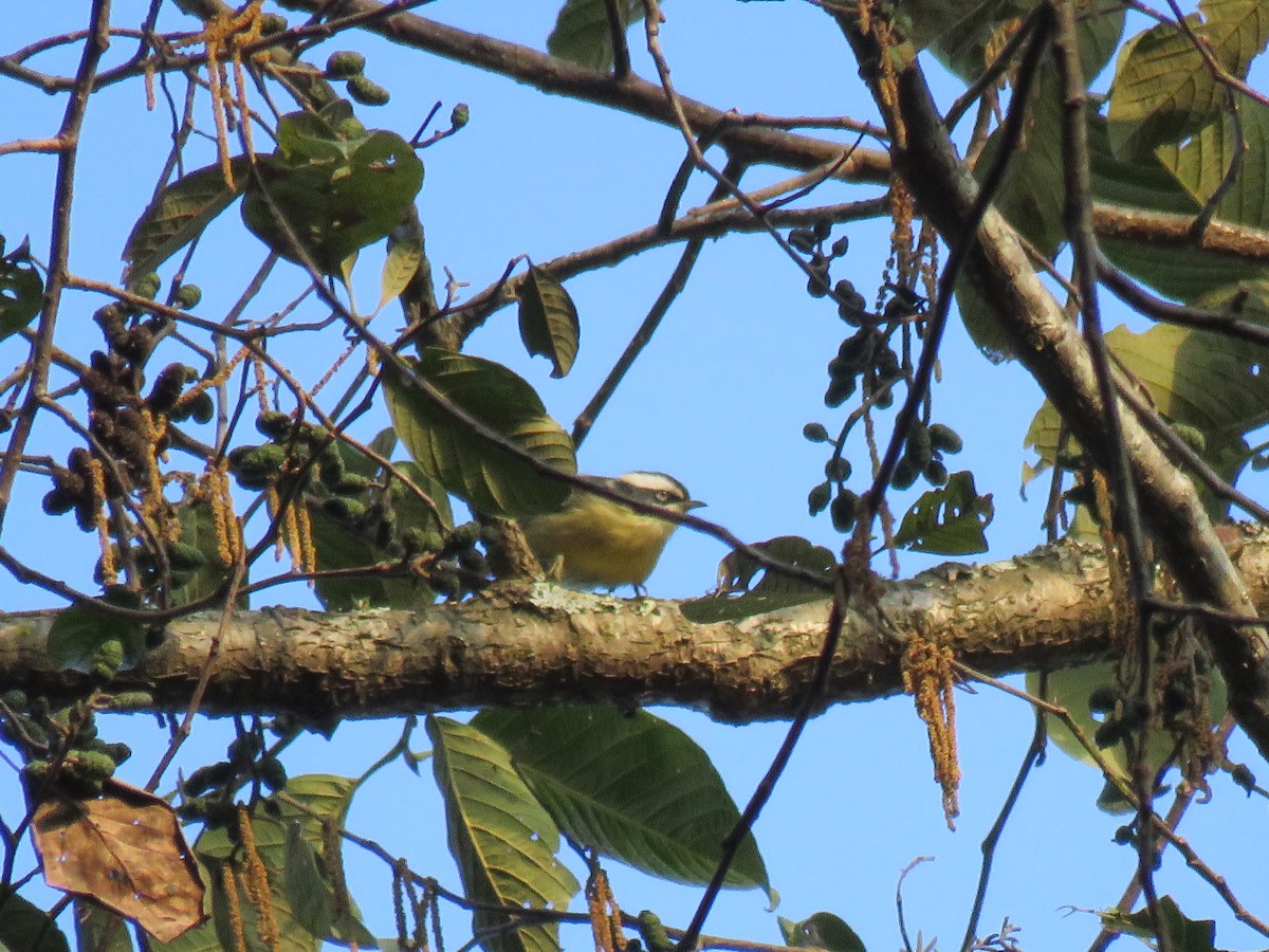 Red-tailed Minla - Thomas Brooks