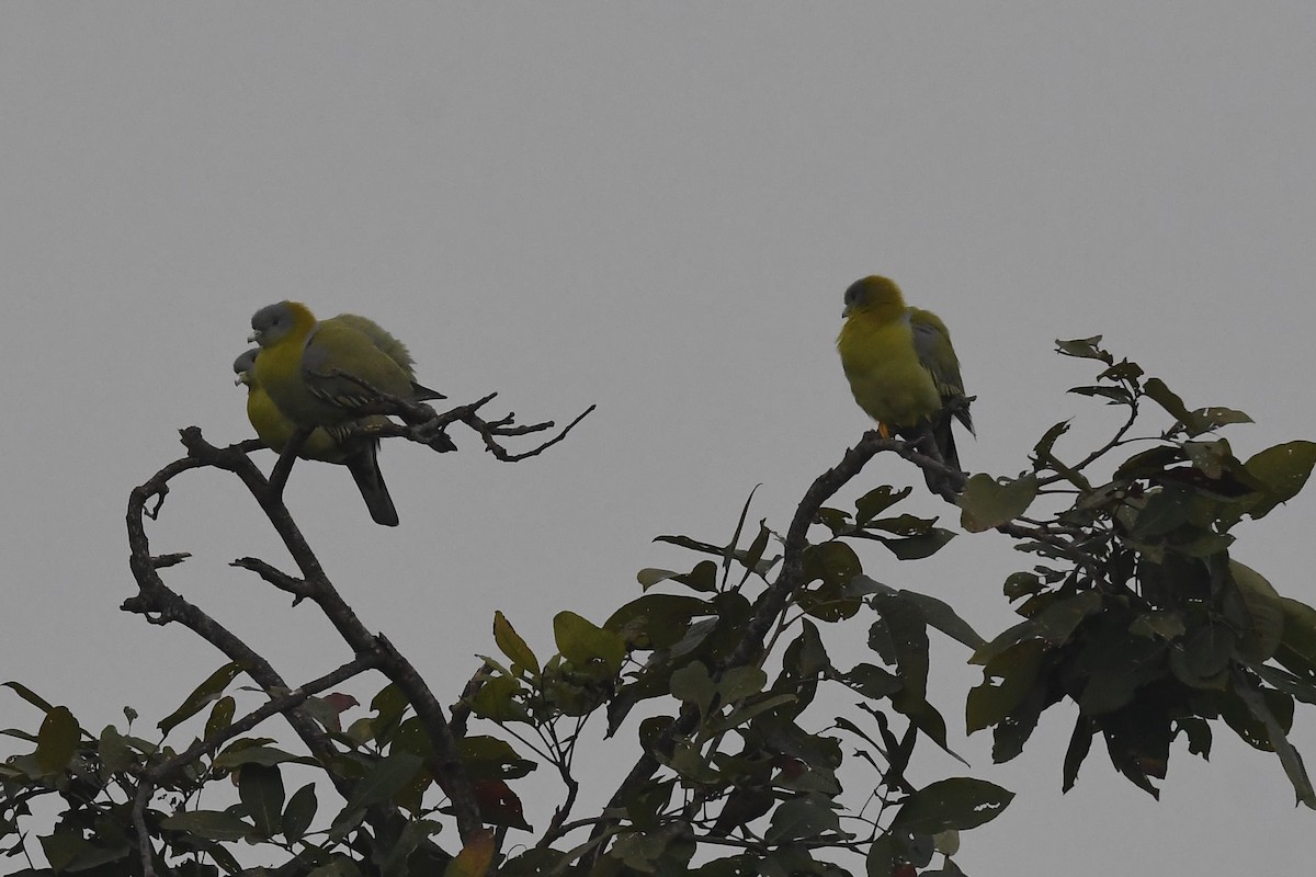 Yellow-footed Green-Pigeon - Sriram Reddy