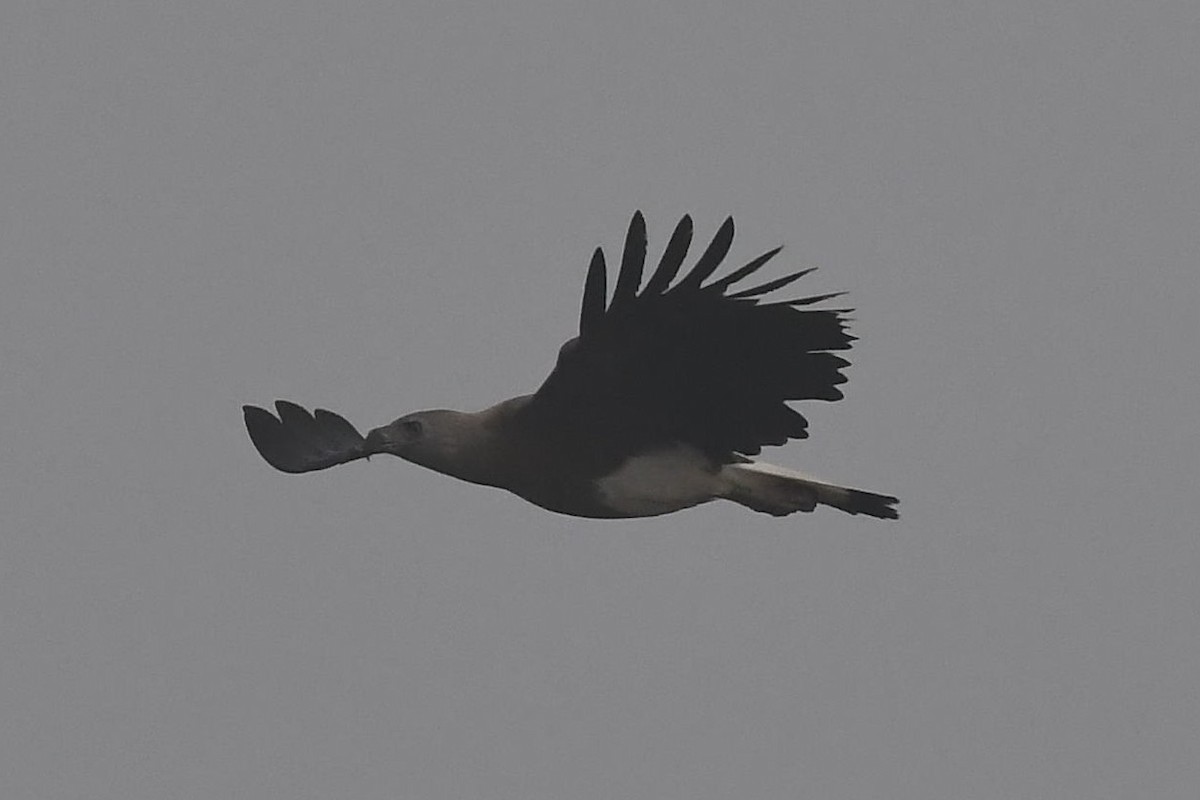 Gray-headed Fish-Eagle - ML129032541