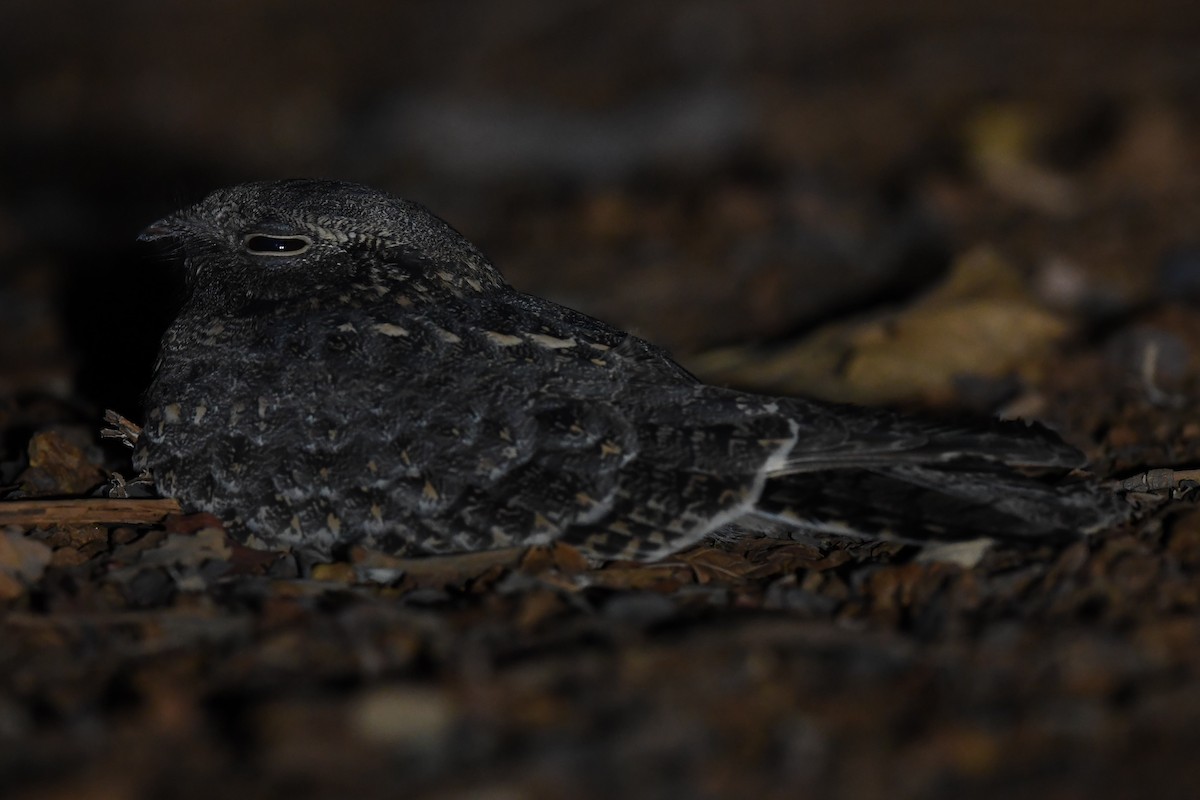 Savanna Nightjar - ML129032651