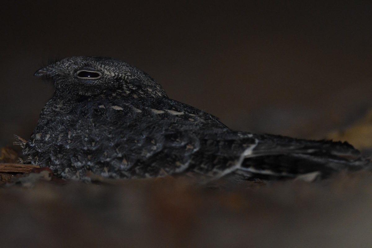 Savanna Nightjar - ML129032671