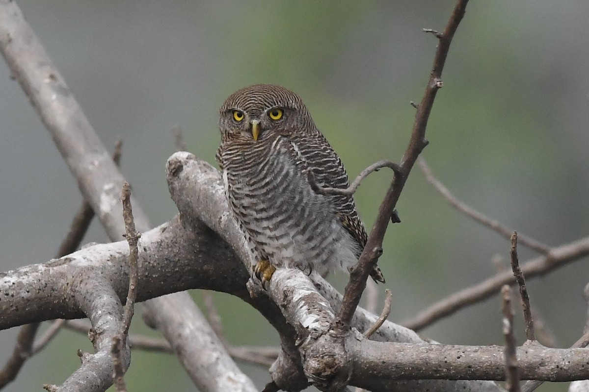 Jungle Owlet - ML129032681