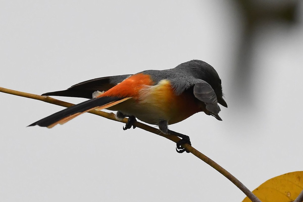 Small Minivet - ML129032731