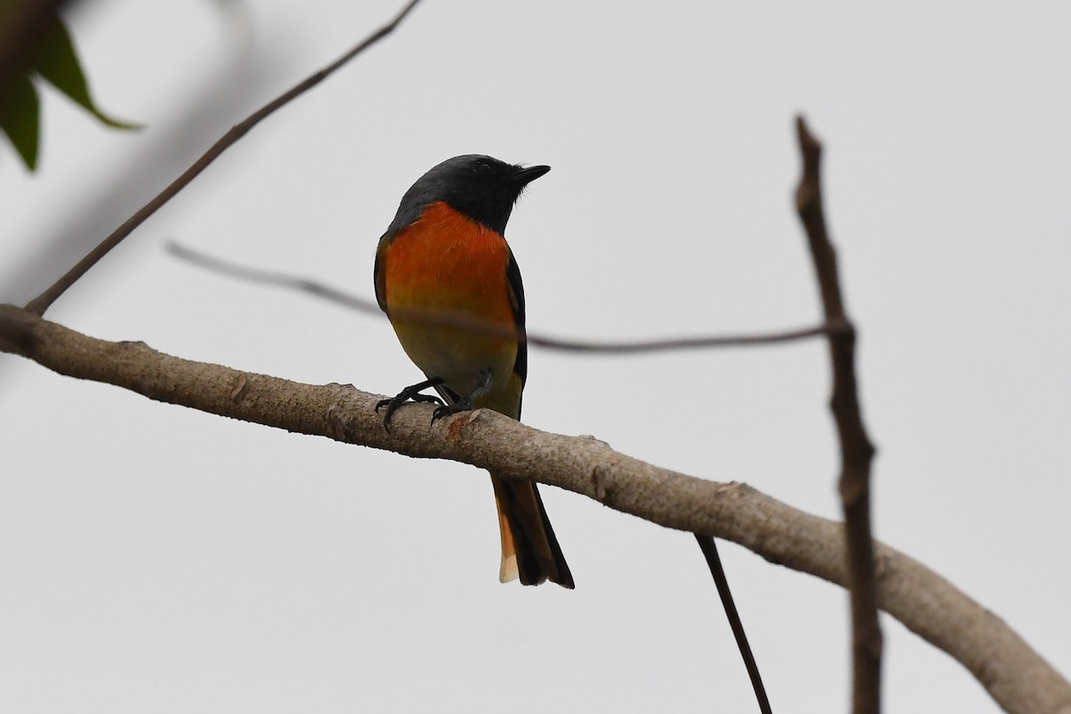 Minivet Chico - ML129032781