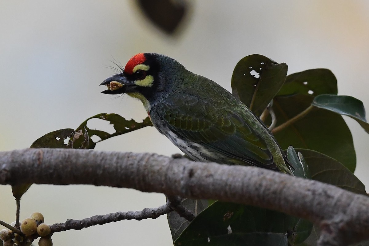 Al Göğüslü Barbet - ML129032901