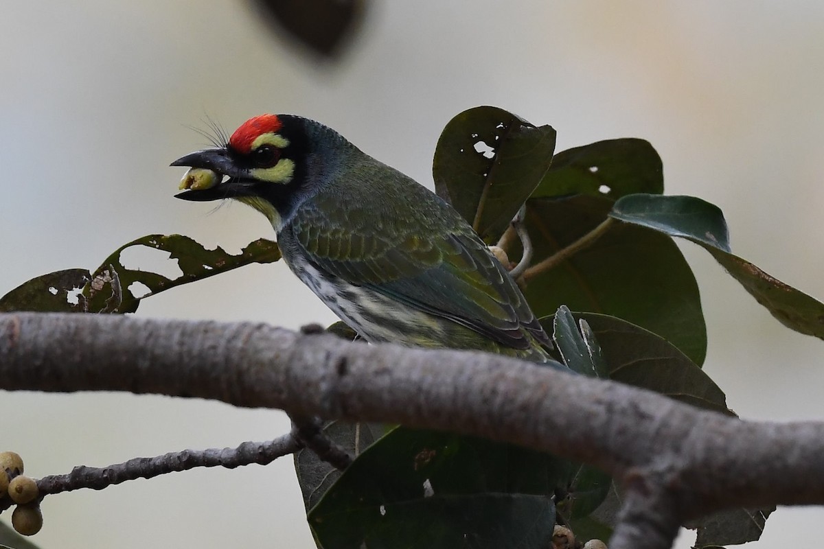 Al Göğüslü Barbet - ML129032911