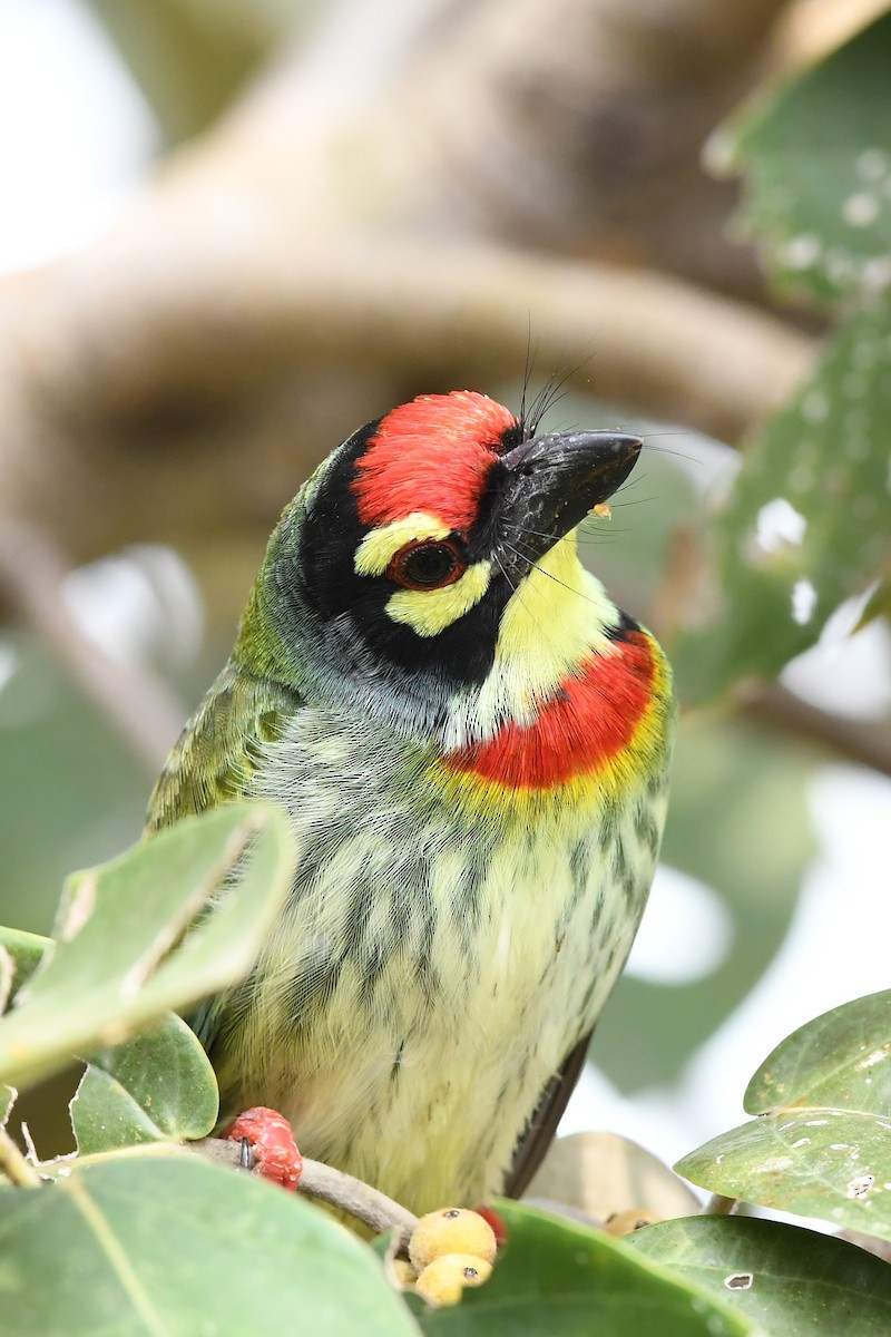 Coppersmith Barbet - ML129032931