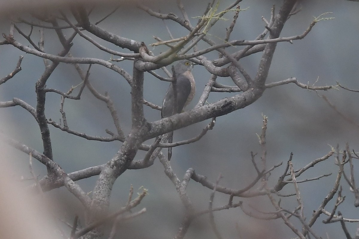 Common Hawk-Cuckoo - ML129033041