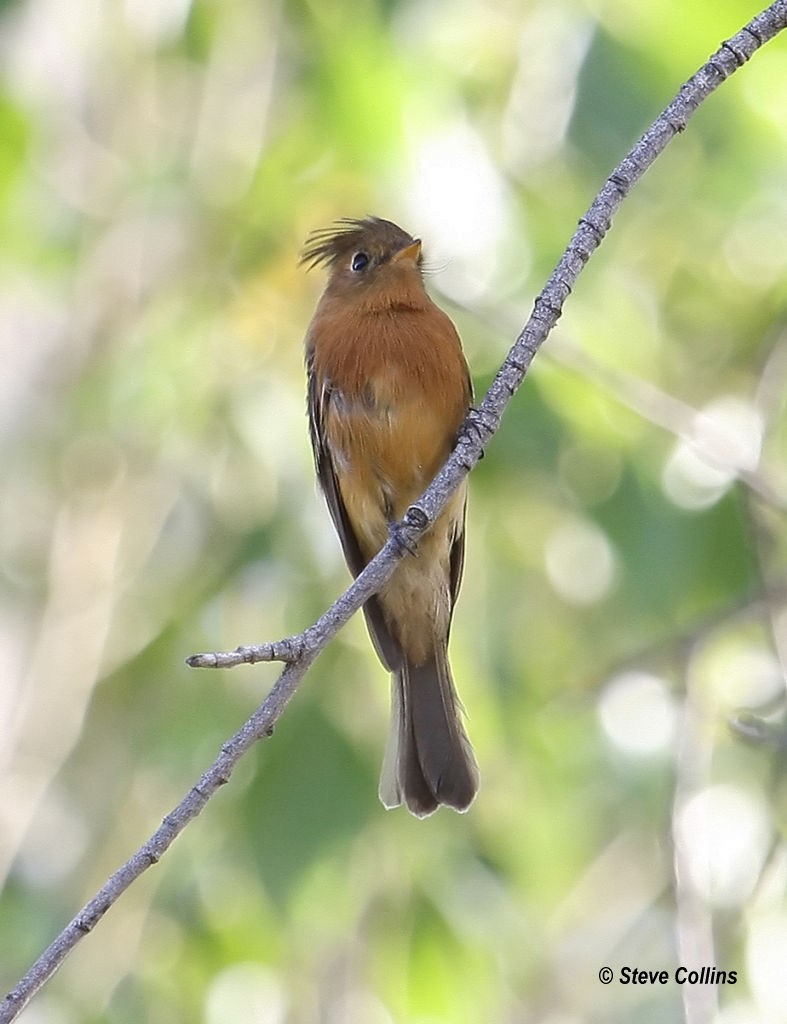 Tufted Flycatcher - ML129033081