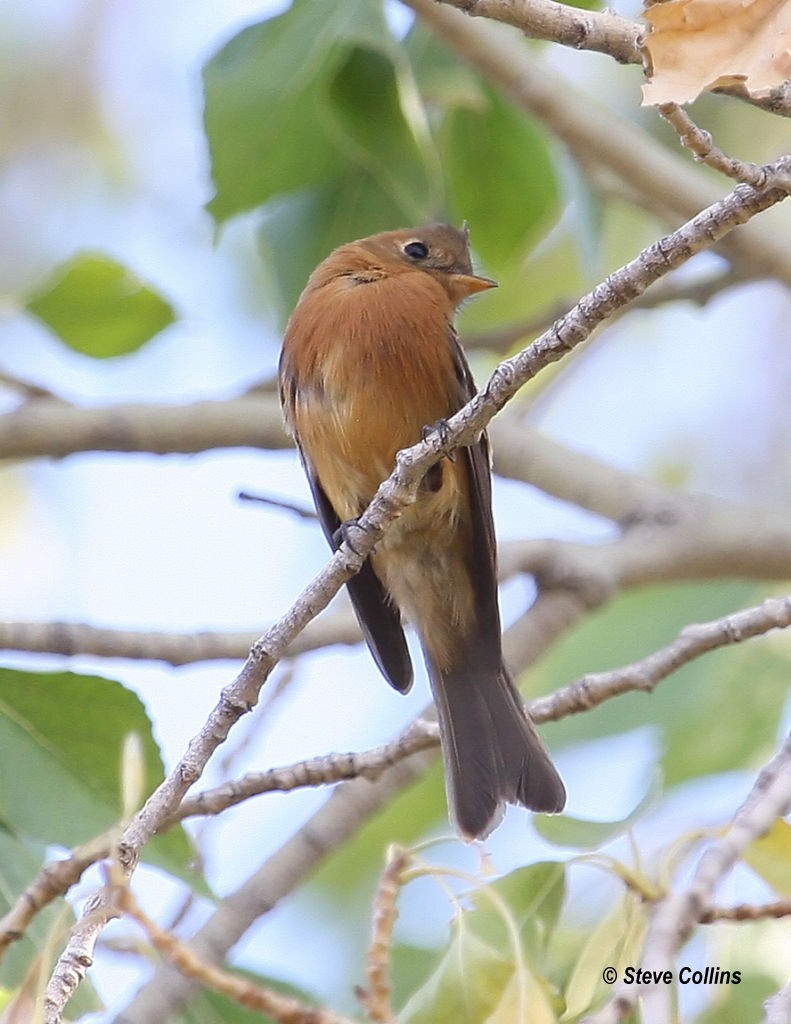 Tufted Flycatcher - ML129033101