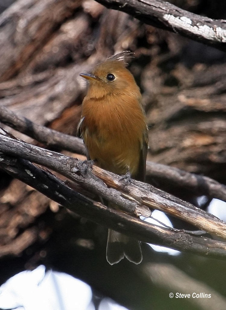 Tufted Flycatcher - Steve Collins