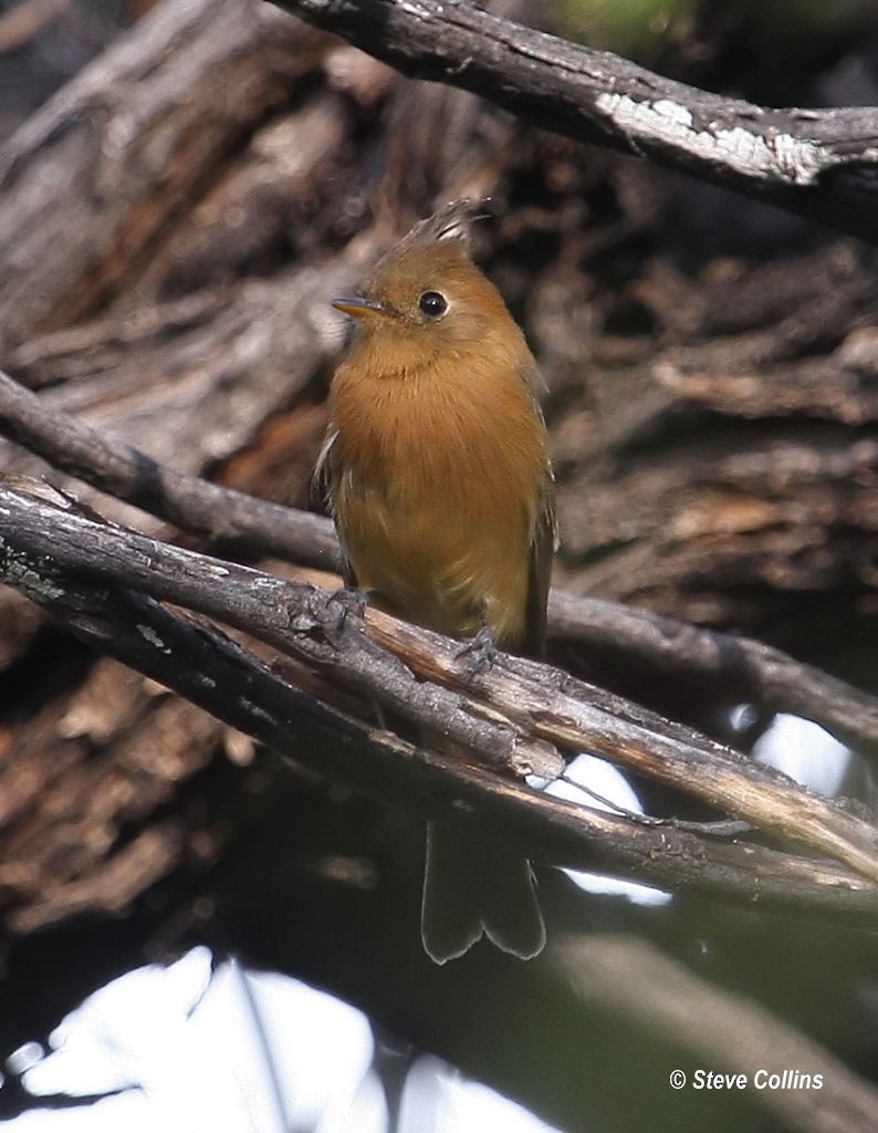 Tufted Flycatcher - ML129033121