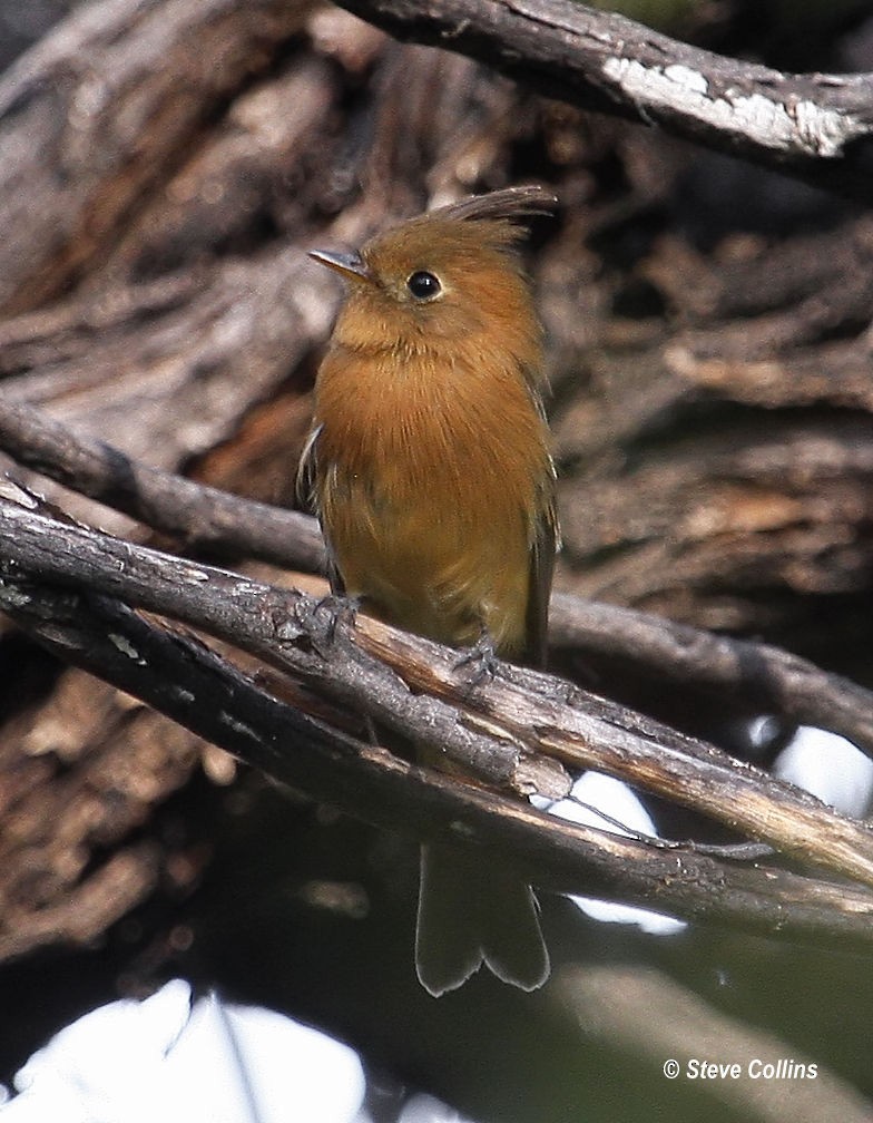 Tufted Flycatcher - Steve Collins