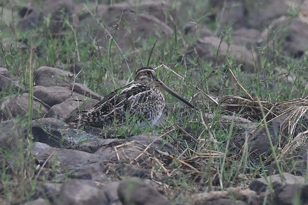 Common Snipe - ML129033151